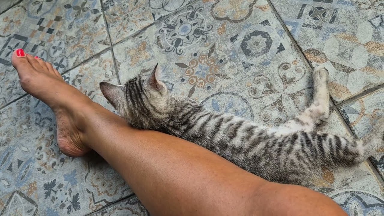 Mačka ma tarasie