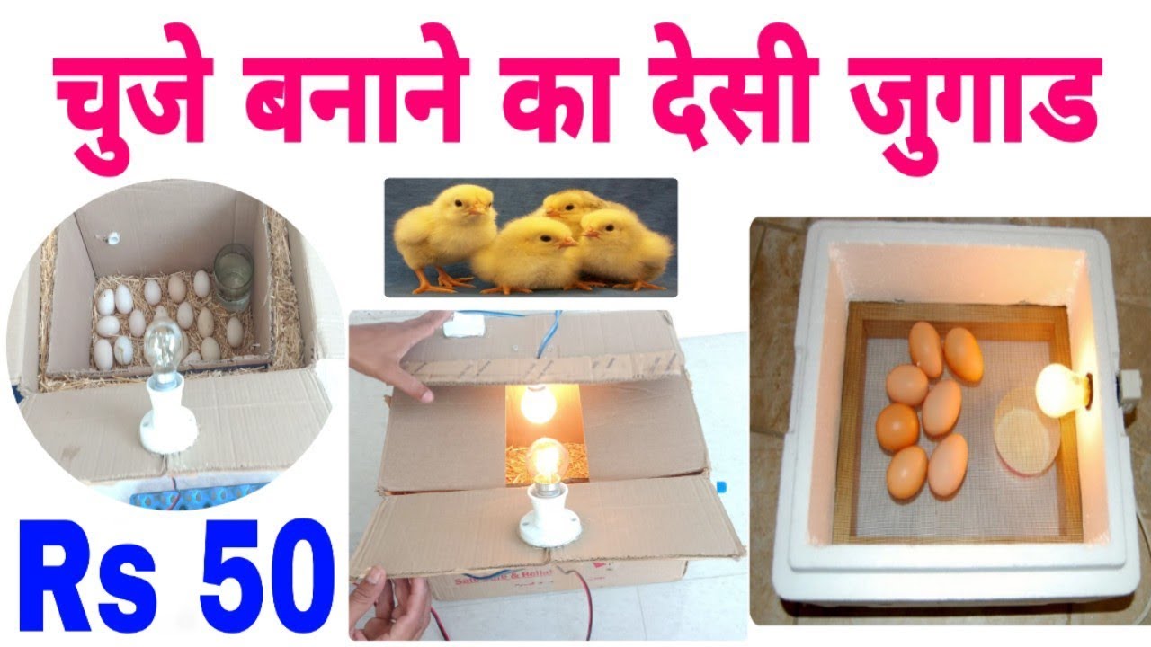मुर्गी के चुजे बनाने का देसी जुगाड सिर्फ 50 रु | chicken egg hatching only 50 rupees