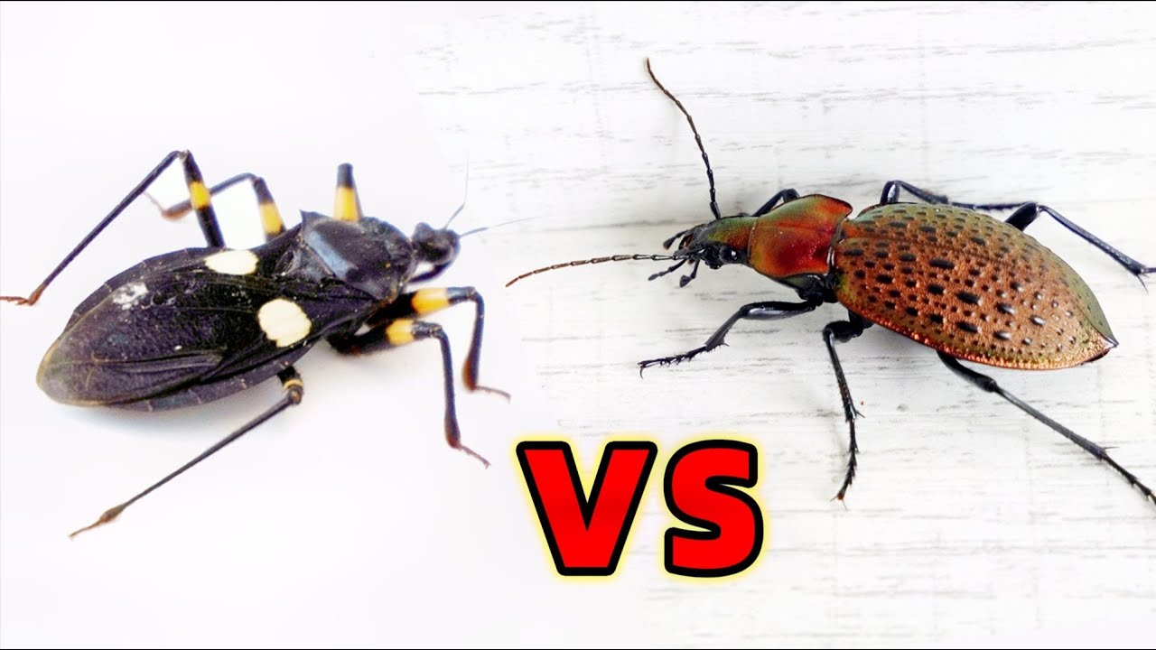 Убийца жук VS жук, может успешно сломать броню?