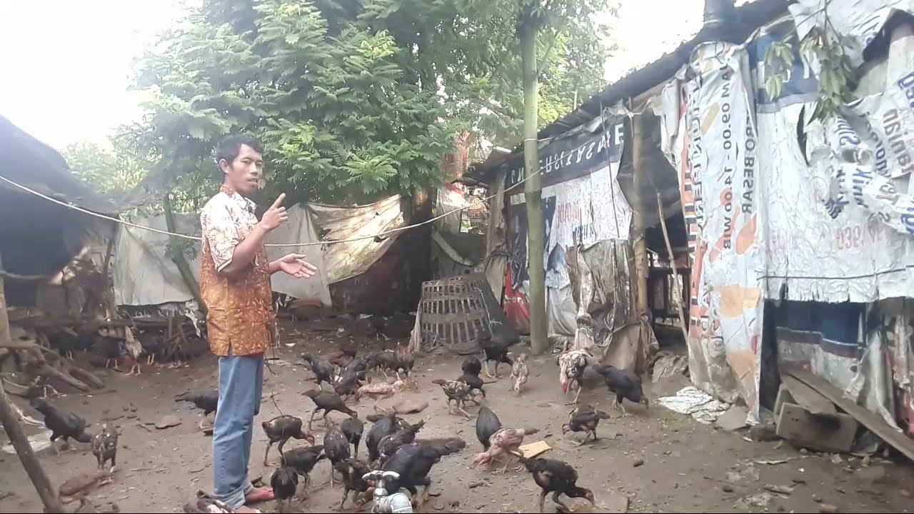 CARA AGAR AYAM SEHAT TIDAK GAMPANG SAKIT !! TERNAK AYAM KAMPUNG @supercaktris