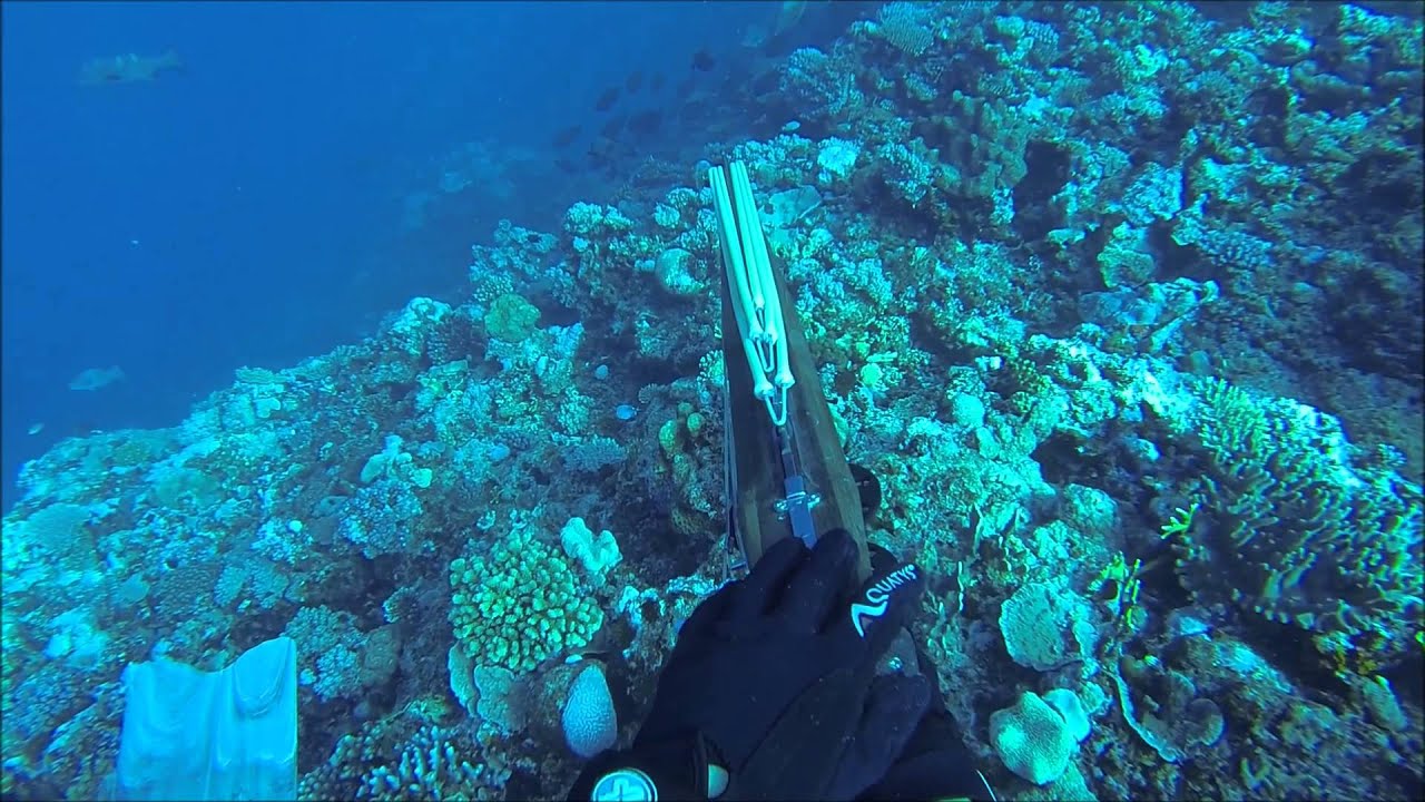 NC spearfishing gang ( part 2)