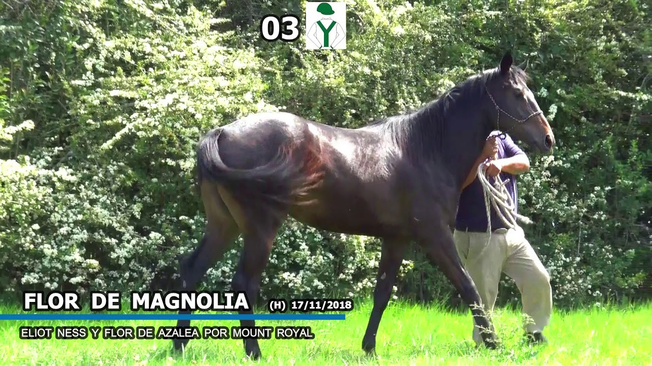 LOTE 03 FLOR DE MAGNOLIA