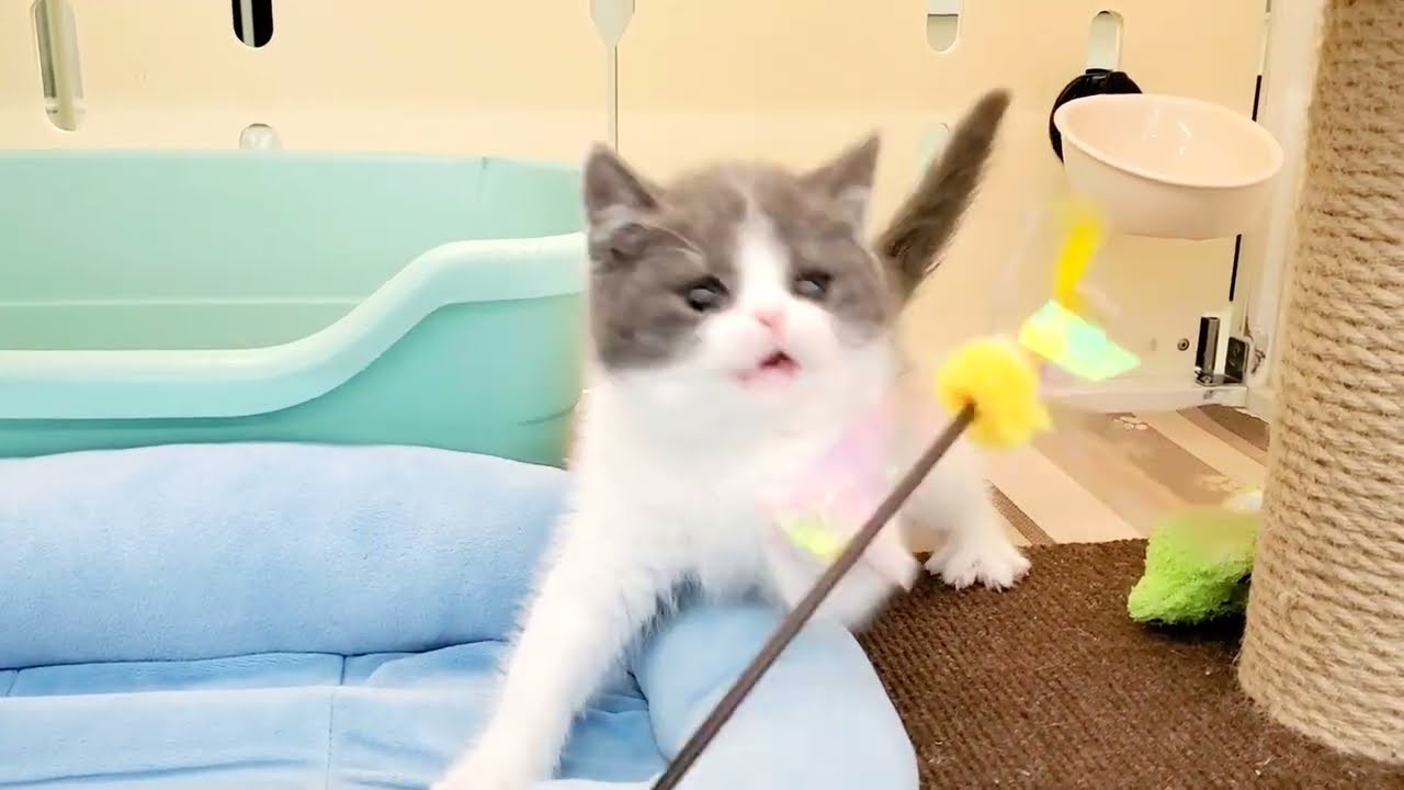 ブリティッシュショートヘア　子猫　まん丸顔