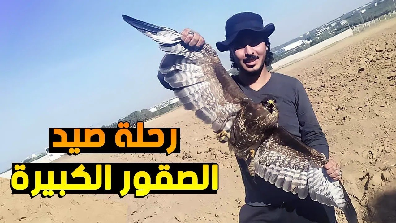 صيد صقر حوام والحدئة واخيرآ بعد محاولة كثيرة