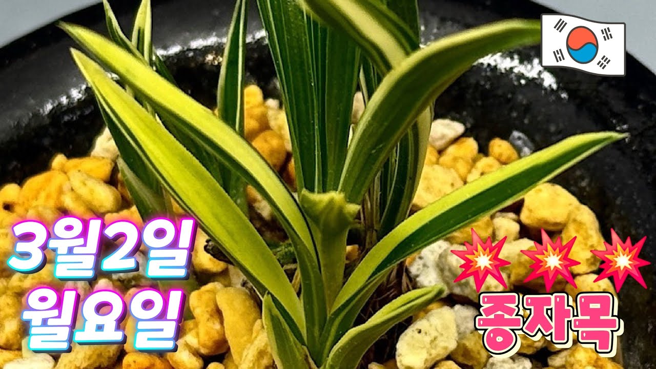 3월2일ㆍ월요일ㅡ10품종💥💥💥💥💥💥💥종자목하세요 [4K]