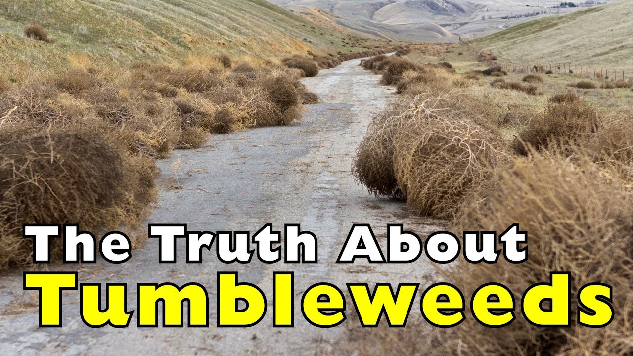 Tumbleweeds Are &ldquo;Illegal Aliens&rdquo; In America
