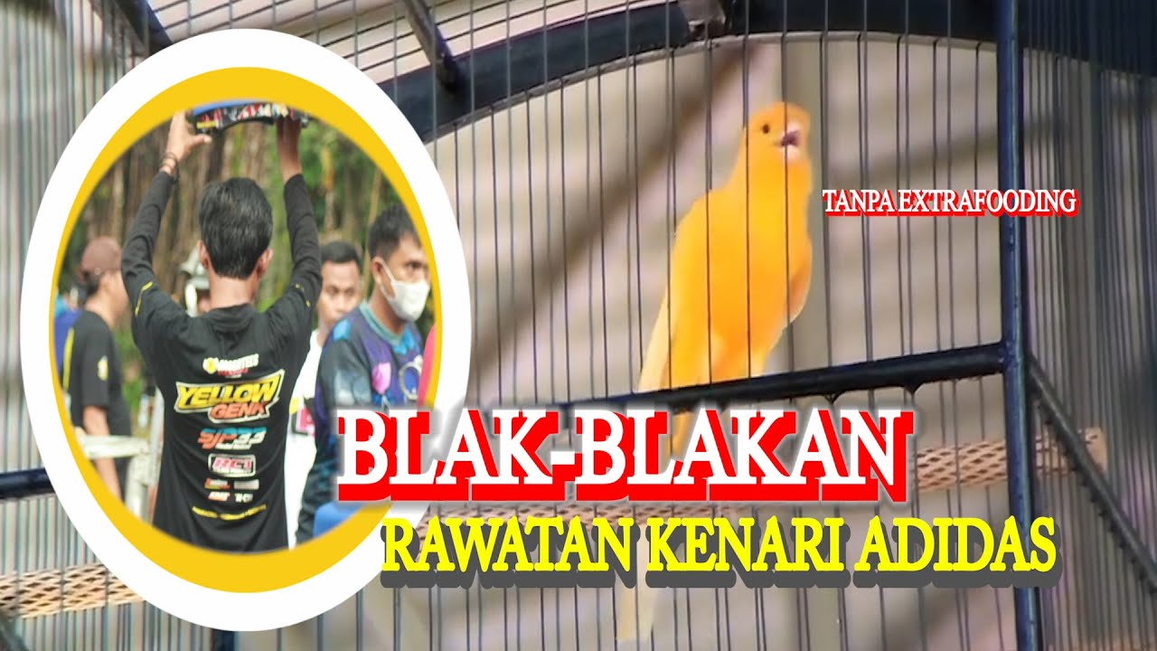 RAHASIA RAWATAN KENARI LOMBA UNTUK PEMULA| SETINGAN KENARI STD BESAR| PERAWATAN KENARI