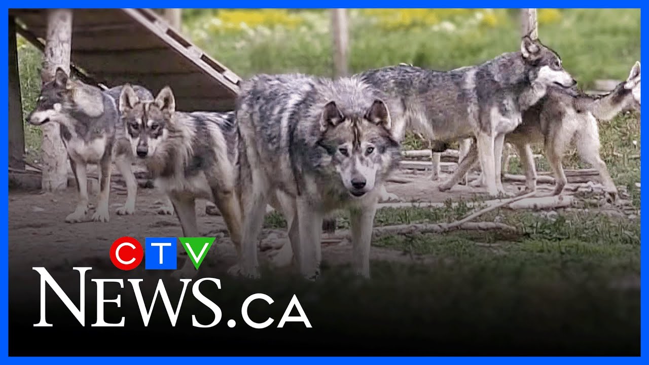 MNR to seize 16 hybrid wolf-dogs in northern Ont. on Tuesday