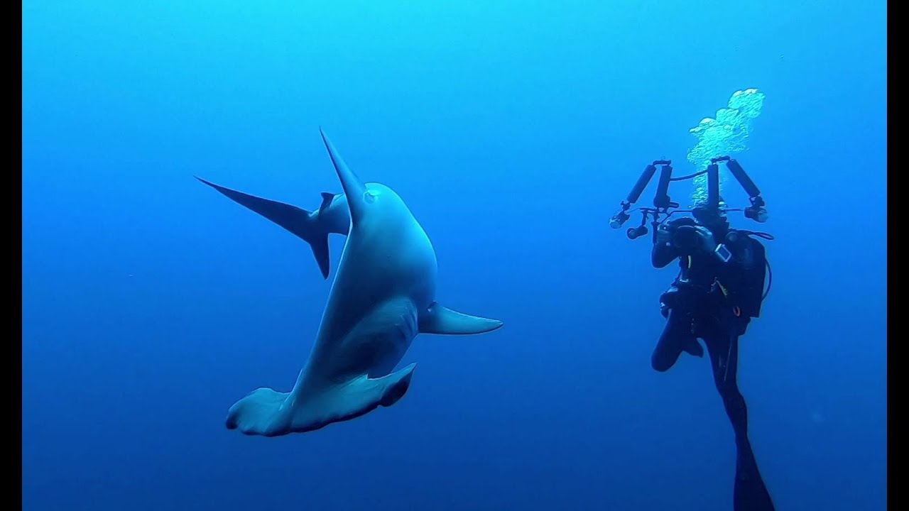 Daedalus Reef -  the Hammerheads UW foto