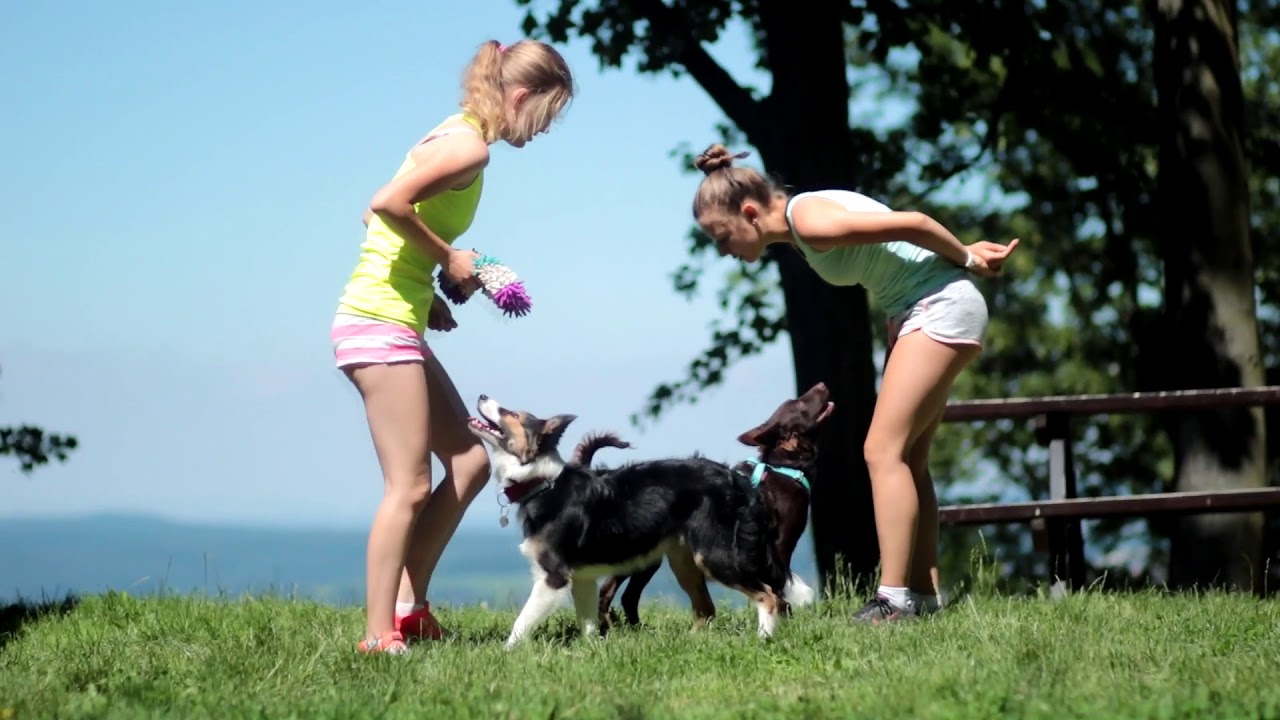Reisy Border Collie / 6 months
