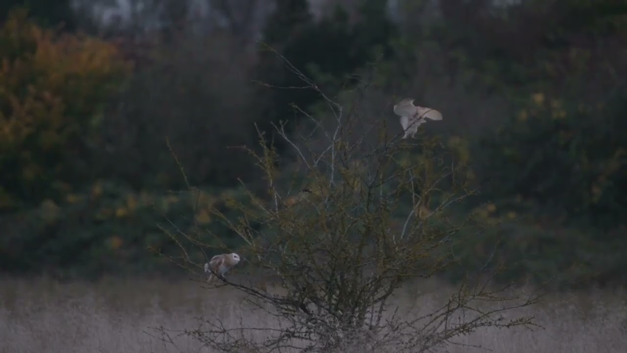 A Pair of Barn Owls