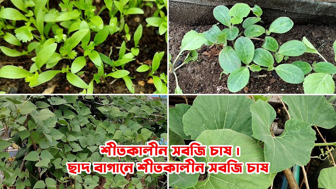 ছাদ বাগানে শীতকালীন সবজি চাষ | শীতকালীন সবজি বাগান | Growing winter vegetables on a rooftop garden