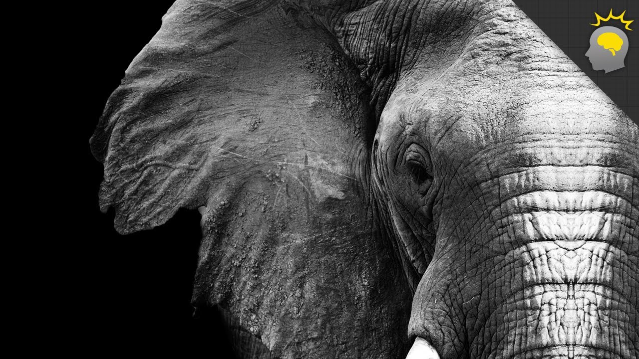 Elephants, Death and Empathy -- Science on the Web #48
