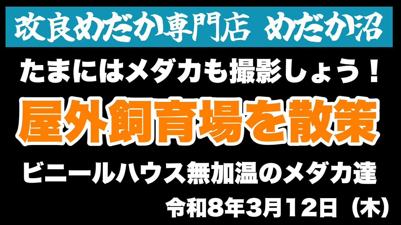【めだか】屋外飼育場を散策…めだか沼2026.3.12