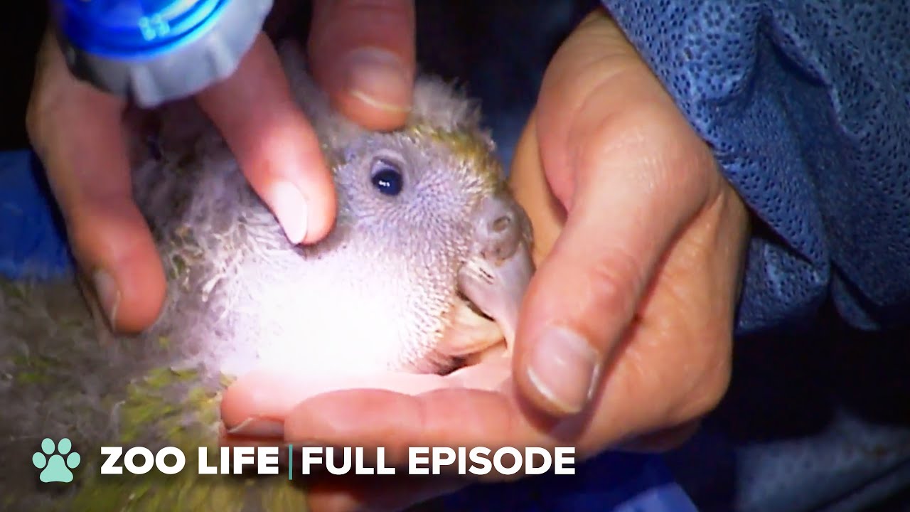 The Biggest Breeding Season for the World's Rarest Parrot | Zoo Life