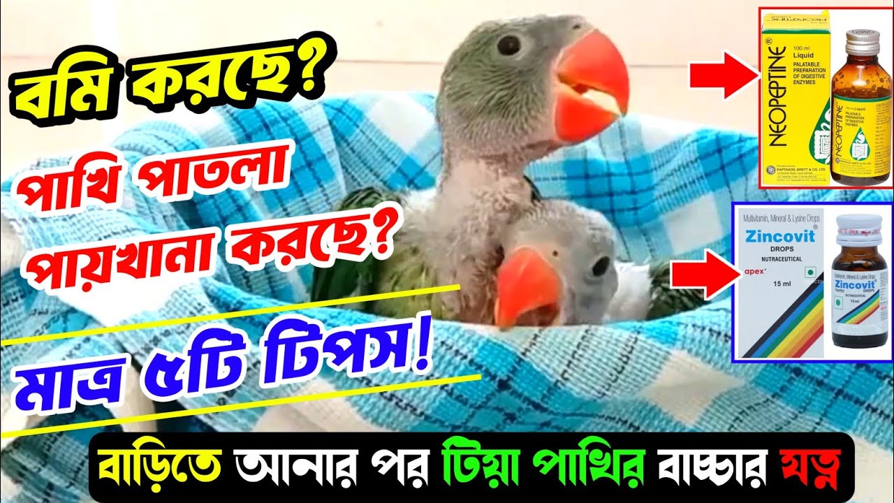 টিয়া পাখির বাচ্চা ঘরে আনার পরই অসুস্থ হয়ে পড়েছে?😱 || কিভাবে বাচ্চার যত্ন নেবেন 🥣🦜