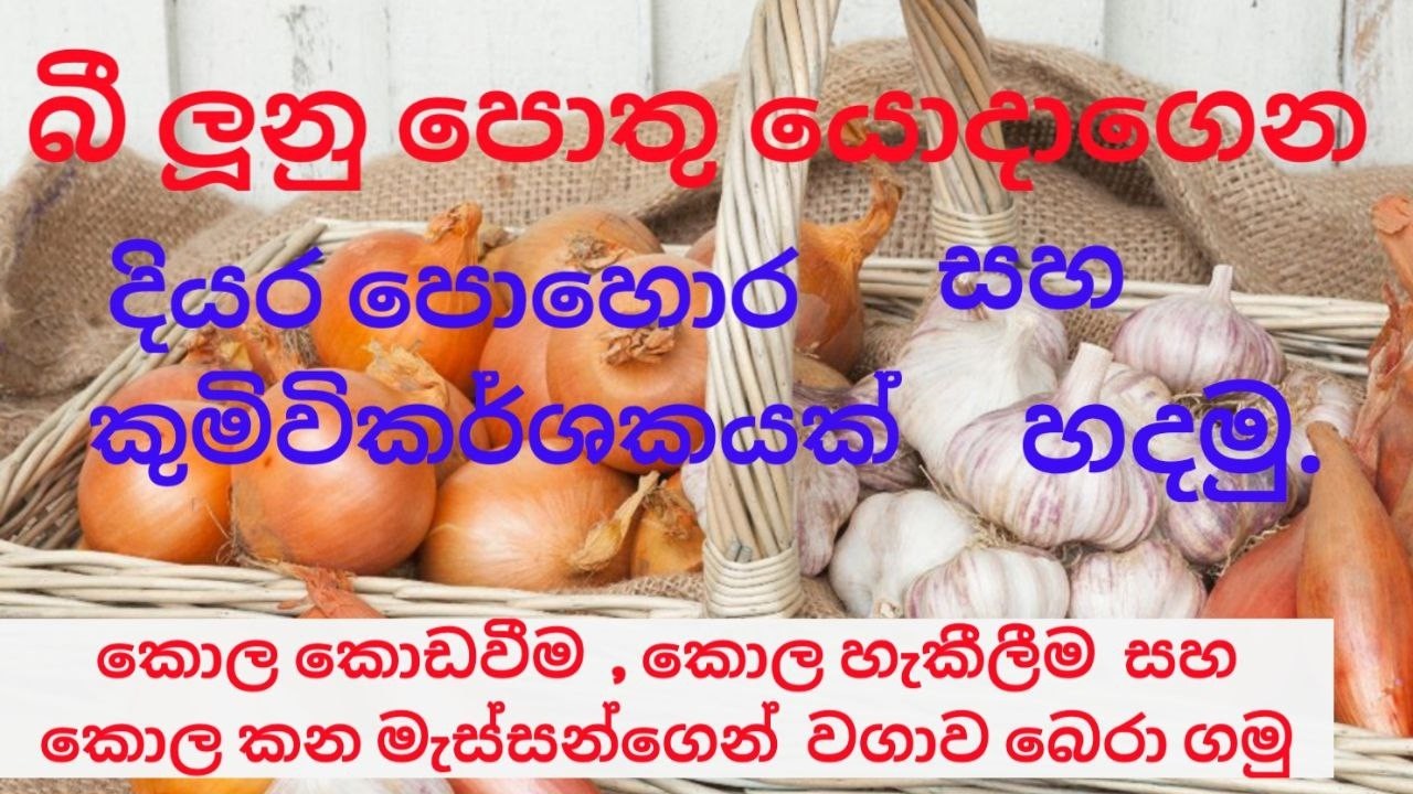 බී ලූනු පොතු සහ සුදු ලූනු පොතු  වලින් දියර පොහොර සහ කෘමිවිකර්ශකයක්  හදමු.