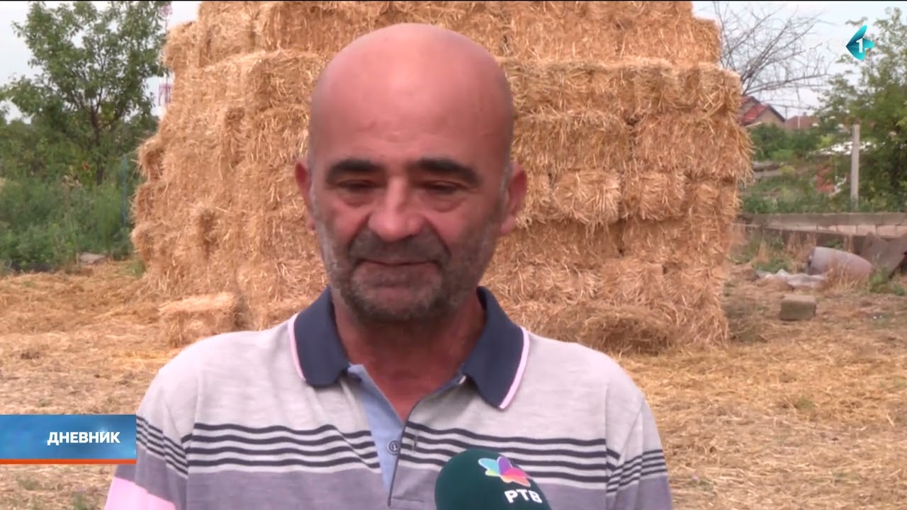 Mošorin - selo sa 7.000 muznih krava: Ne zna stoka za drugog Boga osim čoveka