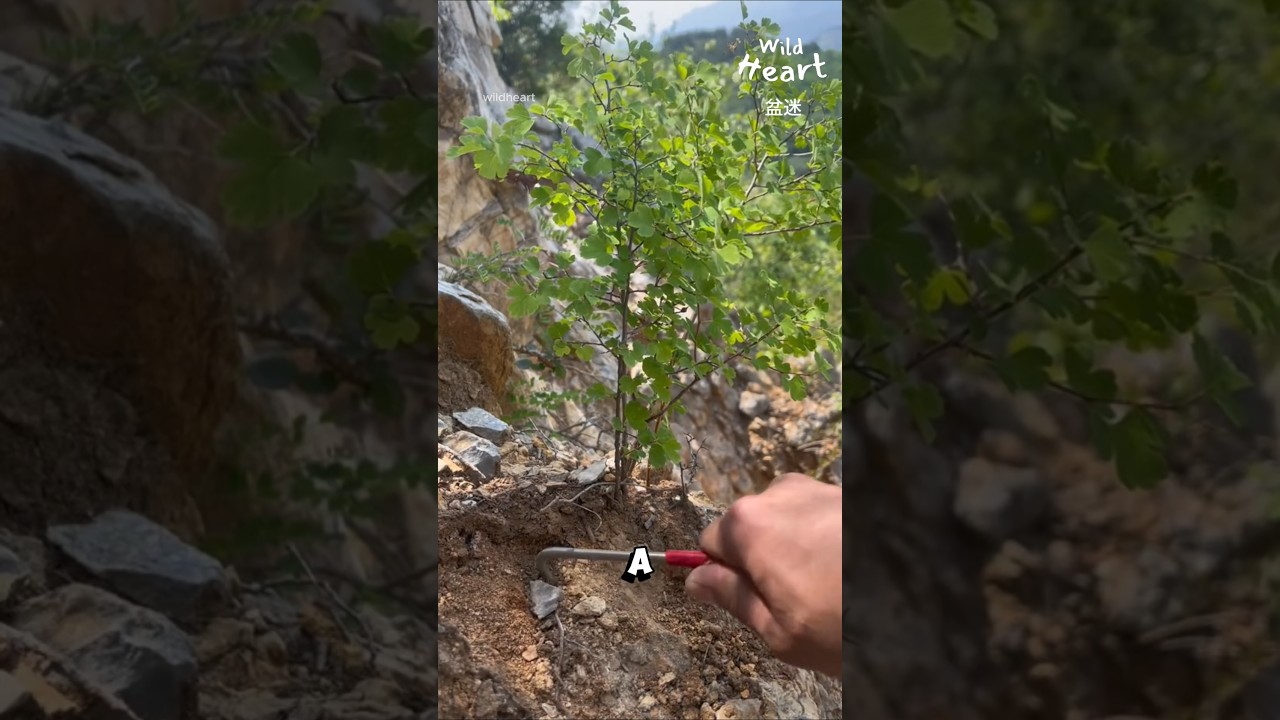 How Bonsai Starts From Wild