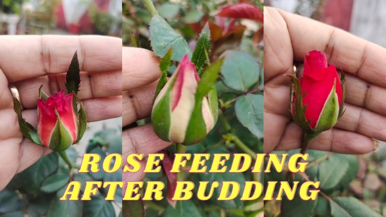 Feeding on roses after budding