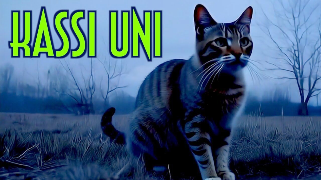 Kassi uni