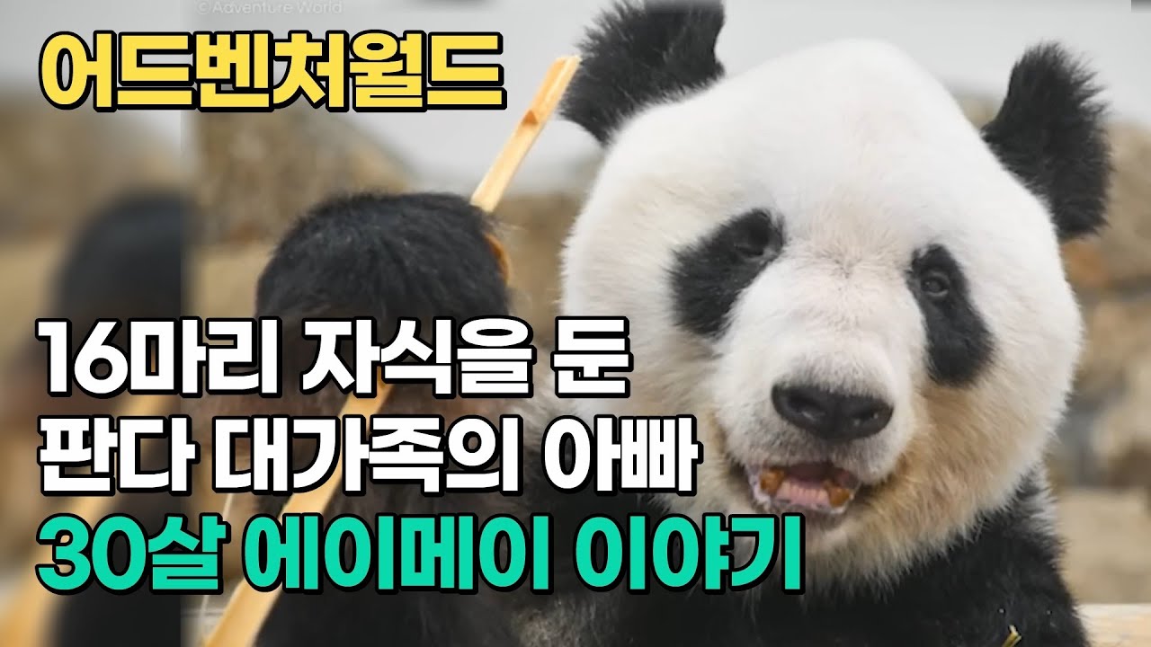 16마리 자식을 둔 판다 대가족의 아빠 