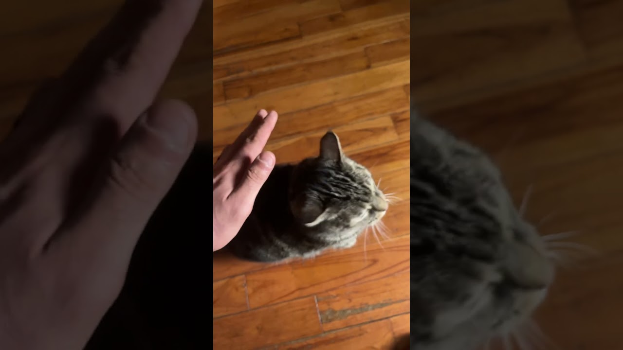 Using healing intention for energy work for “Dali,” the house cat