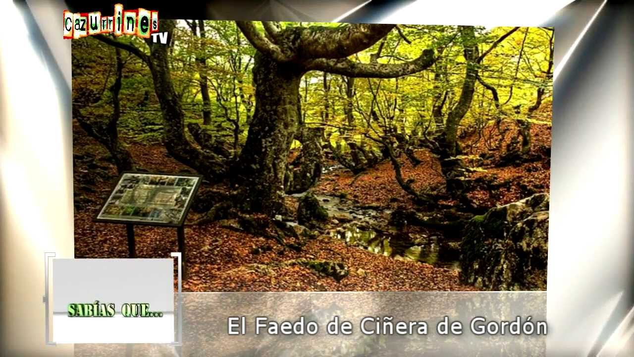 SAB&Iacute;AS QUE... El Faedo de Ci&ntilde;era de Gord&oacute;n EN CAZURRINES TV
