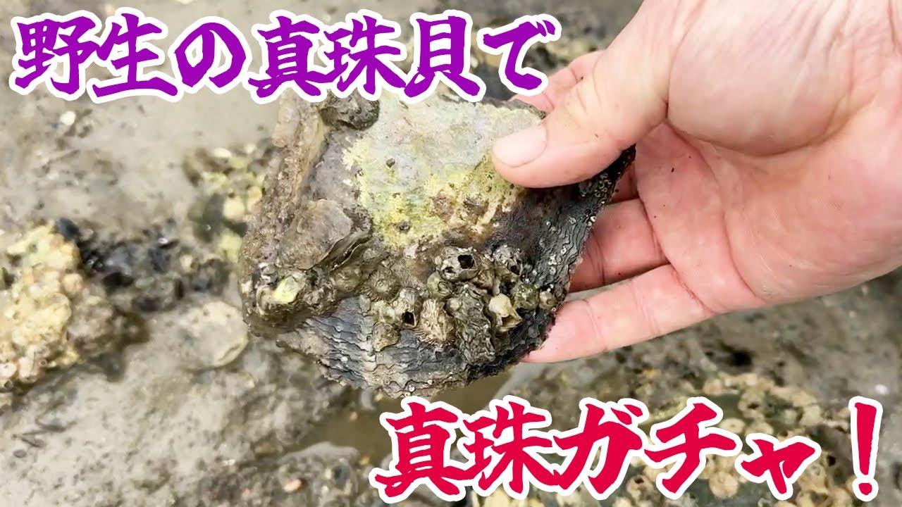 野生の真珠貝で真珠ガチャ！出ても出なくても結局食う！