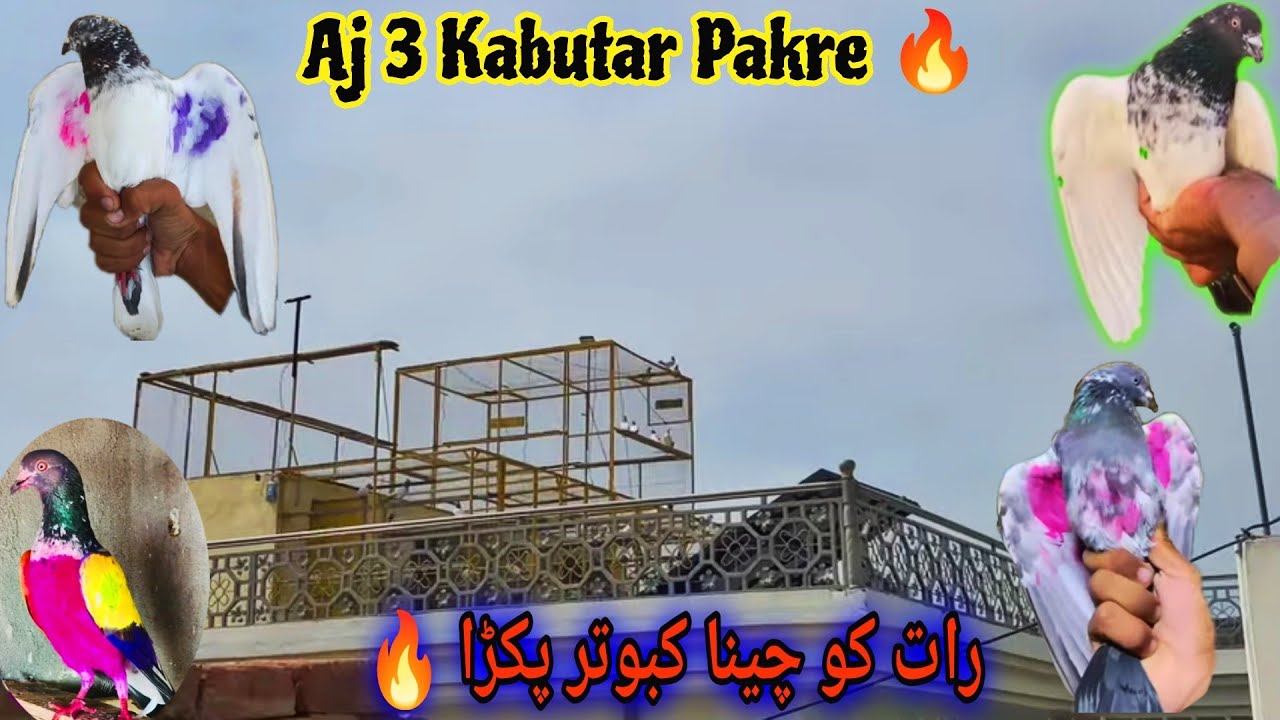 Rat Ko Cheena Kabootar Pakra 🔥 Aj Phr 3 Shikar Aye 😃
