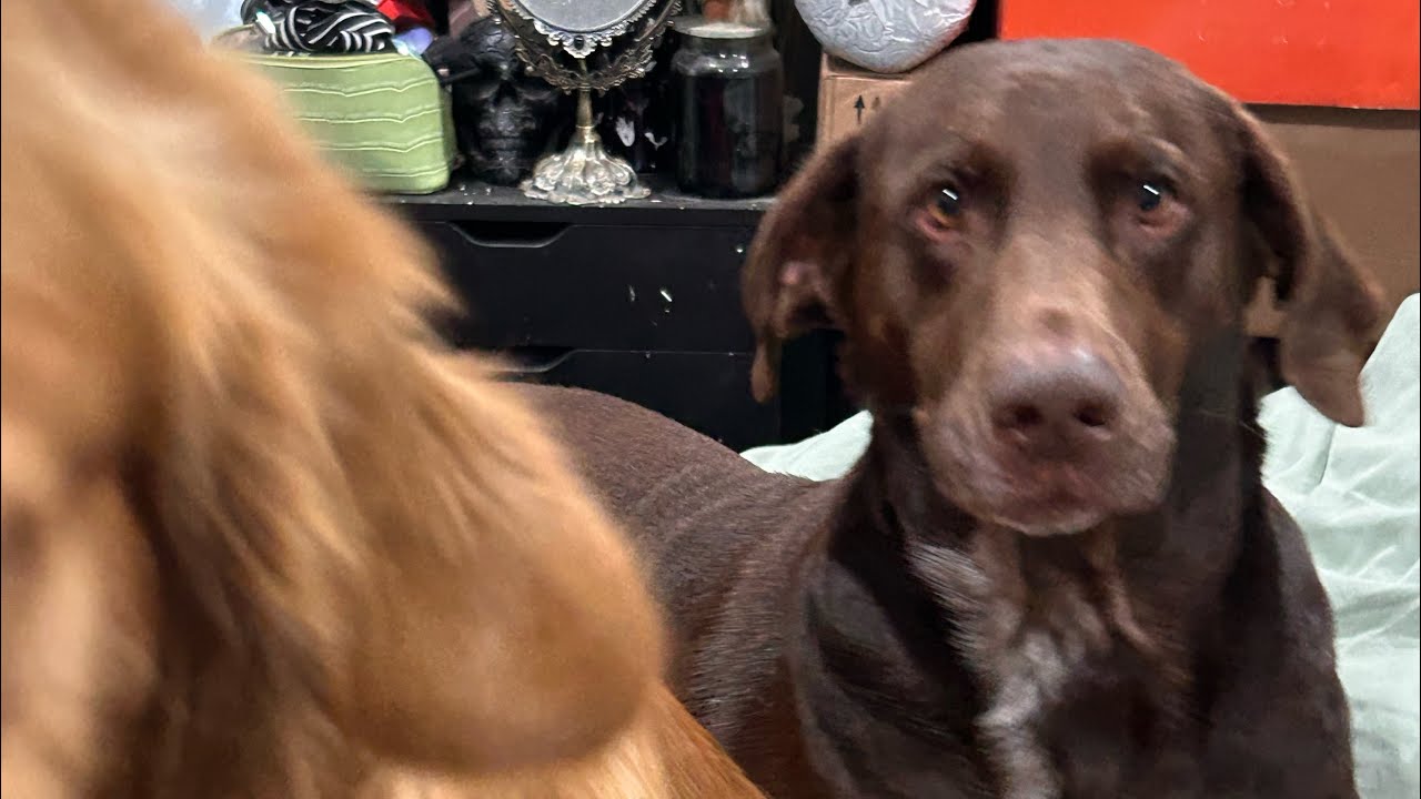 Bruce & Shiloh is live!