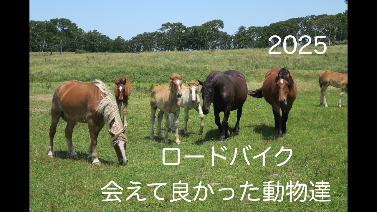 ロードバイク&グラベルバイク　2025 振返り　会えて良かった動物達