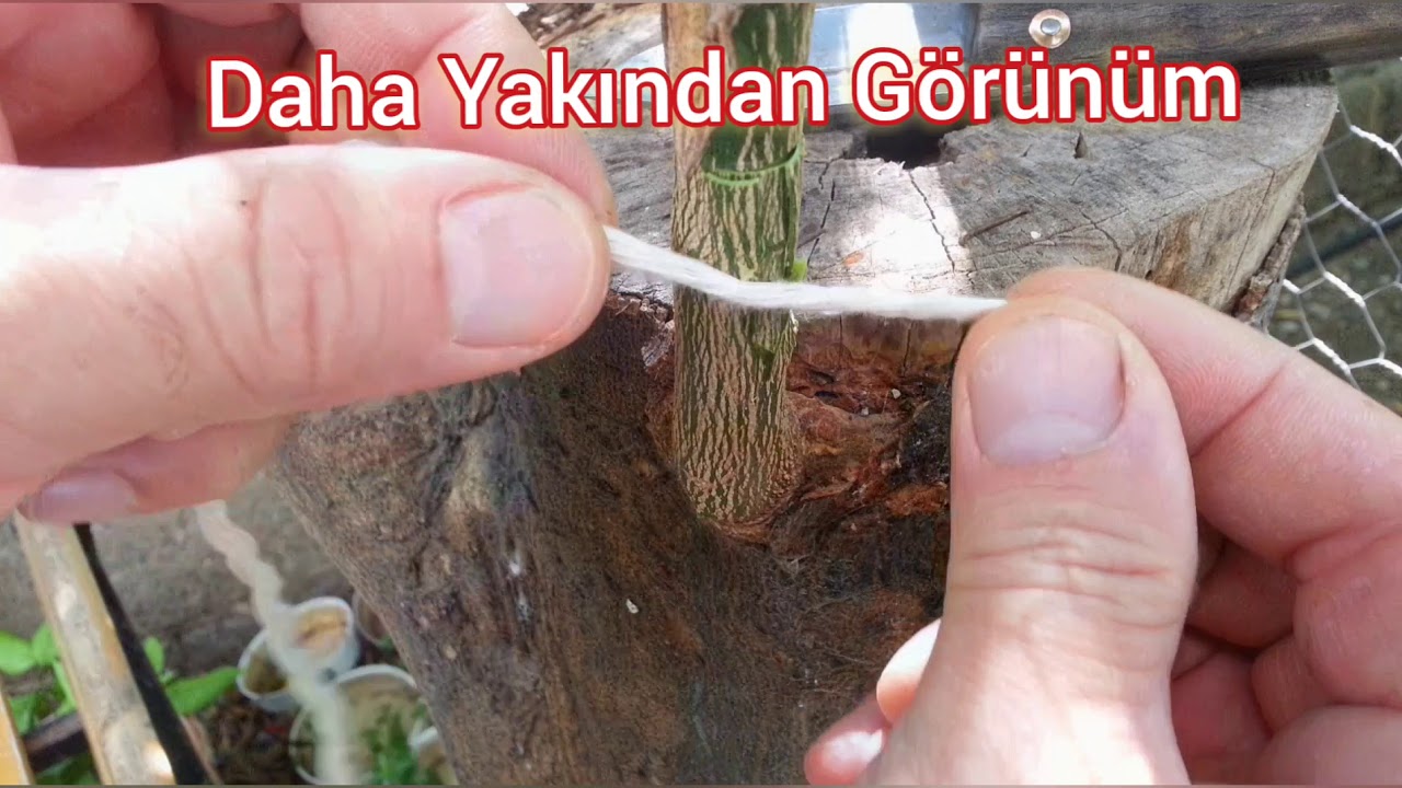 En kolay aşılama yöntemi
