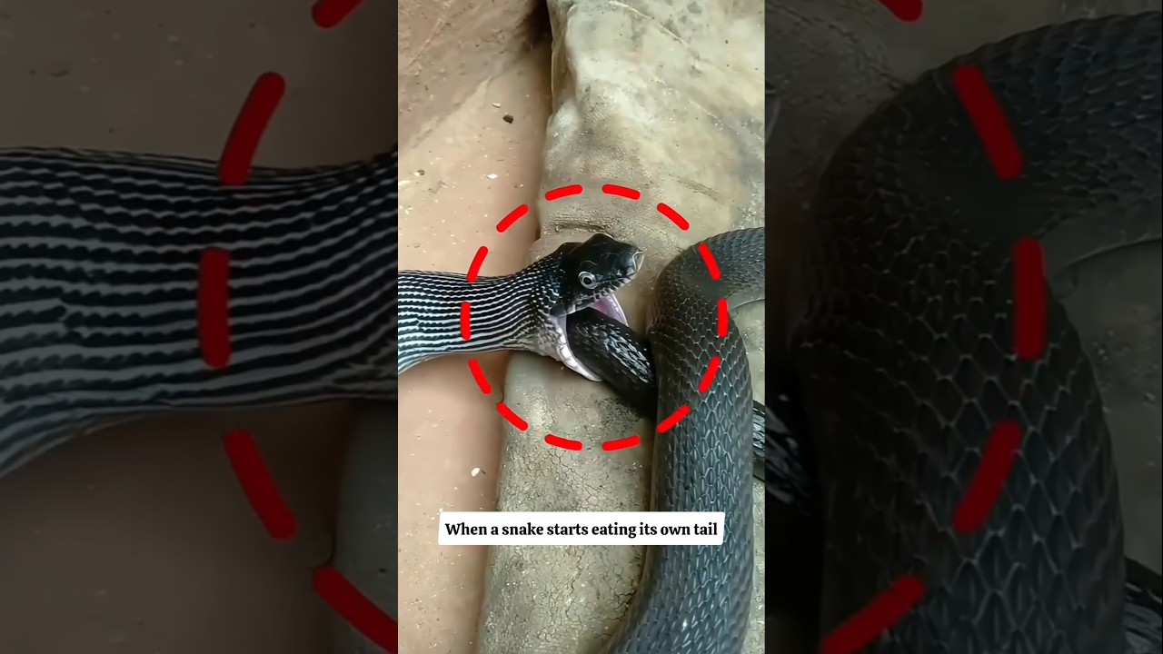 why does a snake eat its own tail #shorts #snake