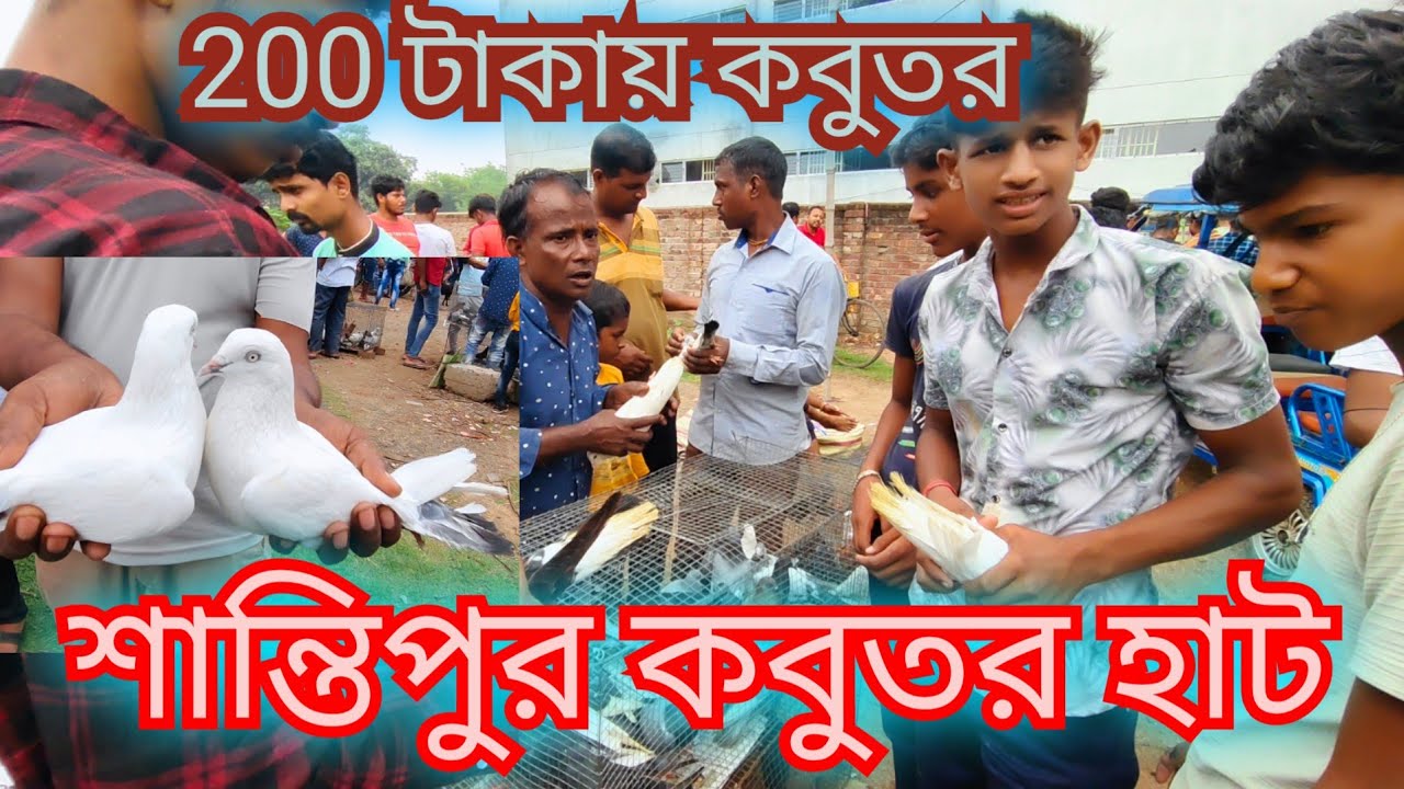 Santipur pigeon markat। শান্তিপুর পায়রার হাট