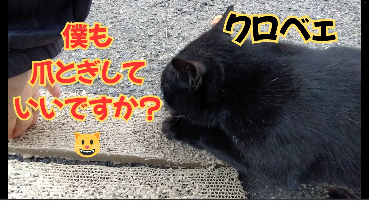 【地域猫】僕も爪とぎしていいですか？😺11月撮影分のパート12です😺