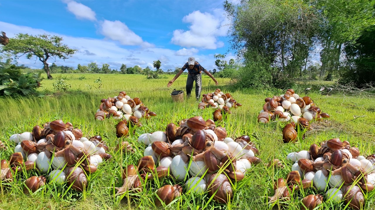 Wow wow! Pick lots of duck eggs near the water's edge, picking the best ones by hand