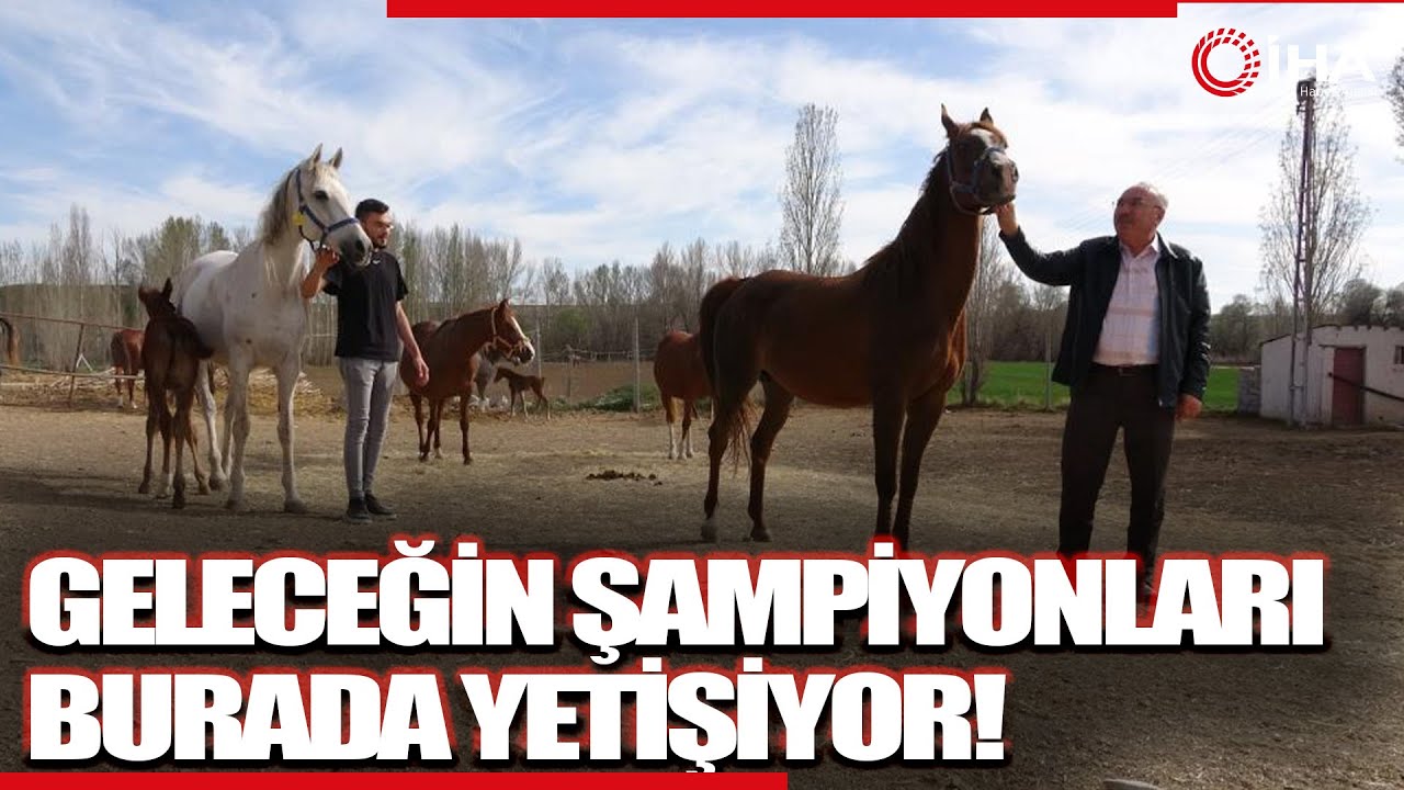 Geleceğin Şampiyon Adayı Safkan Arap Atları Yozgat’ta Yetiştiriliyor