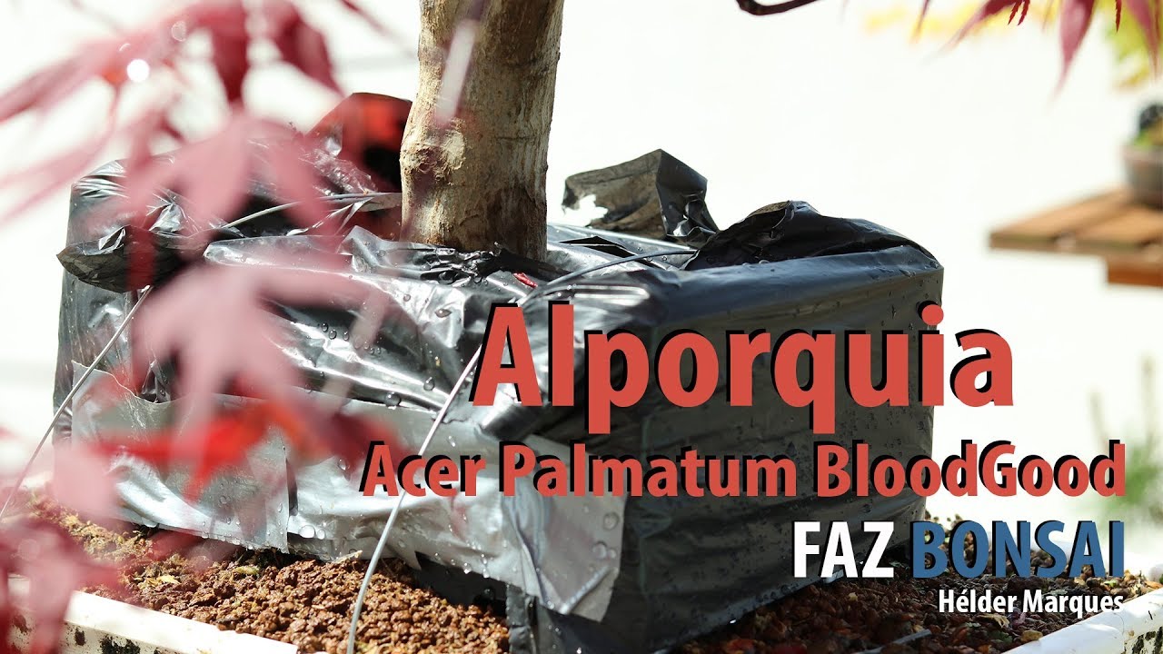 Alporquia - Acer Palmatum BloodGood