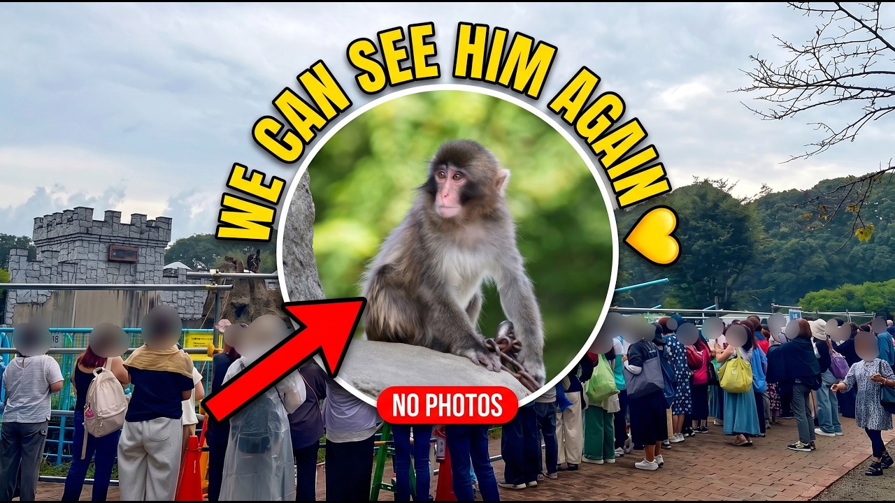 Ожидание окончено: мы снова можем увидеть Панча 💛🐒