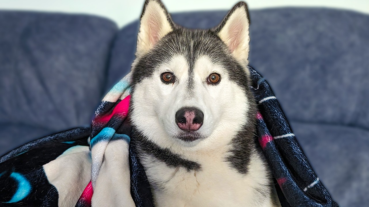 Who Put This Blanket On My Dog?