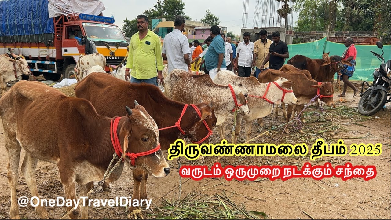 10000 முதல் 3 லட்சம் வரை விலைபோன மாடு திருவண்ணாமலை தீபசந்தை 2025 | Tiruvannamalai Deepam 2025