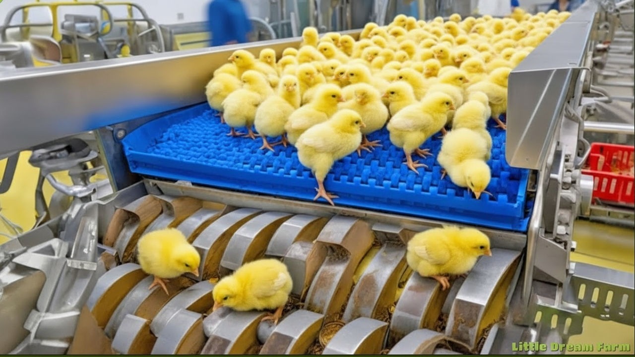 Chicken Mega Factory: Chicken Egg Incubation Technology - Broiler Raising Method & Process 🐣