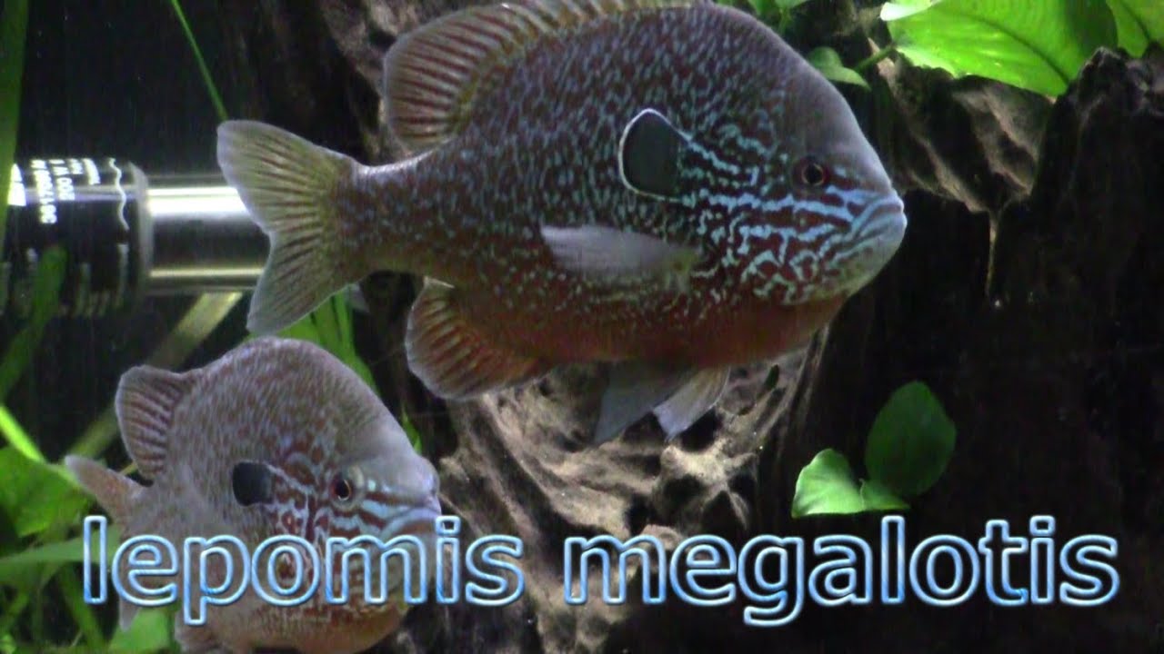 Longear Sunfish Aquarium