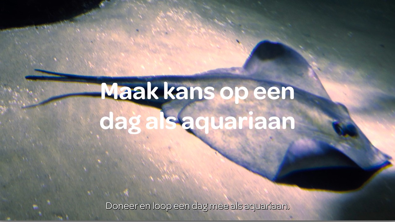 De haaien zijn dichterbij dan ooit..🦈