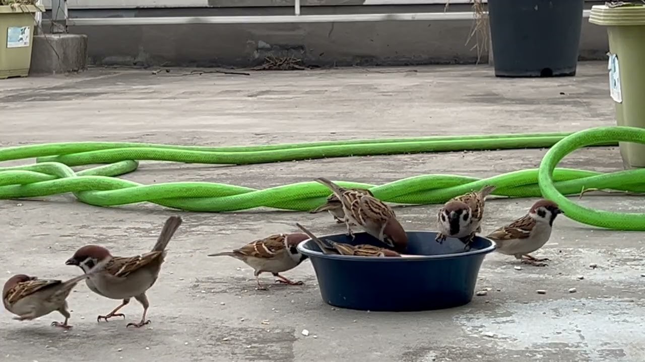 2月27日　朝のスズメさんたち