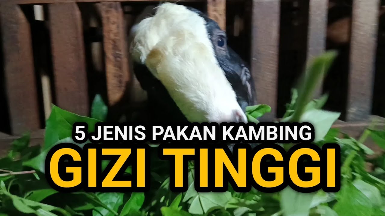 5 Pakan Kambing dengan Kandungan Gizi Tinggi