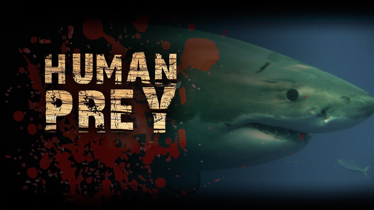 Human Prey - Killer Sharks #animals #wildlife #animalattacks