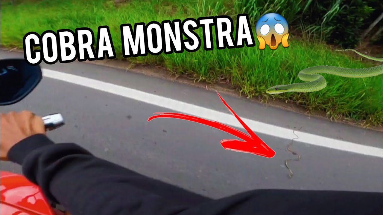 Encontrei uma cobra na beira da estrada🐍