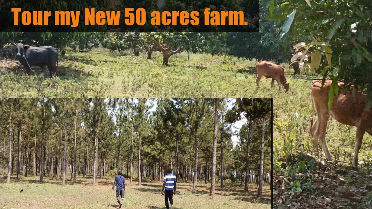 Tour my new 50 Acre farm || how to improve your farm profitability.